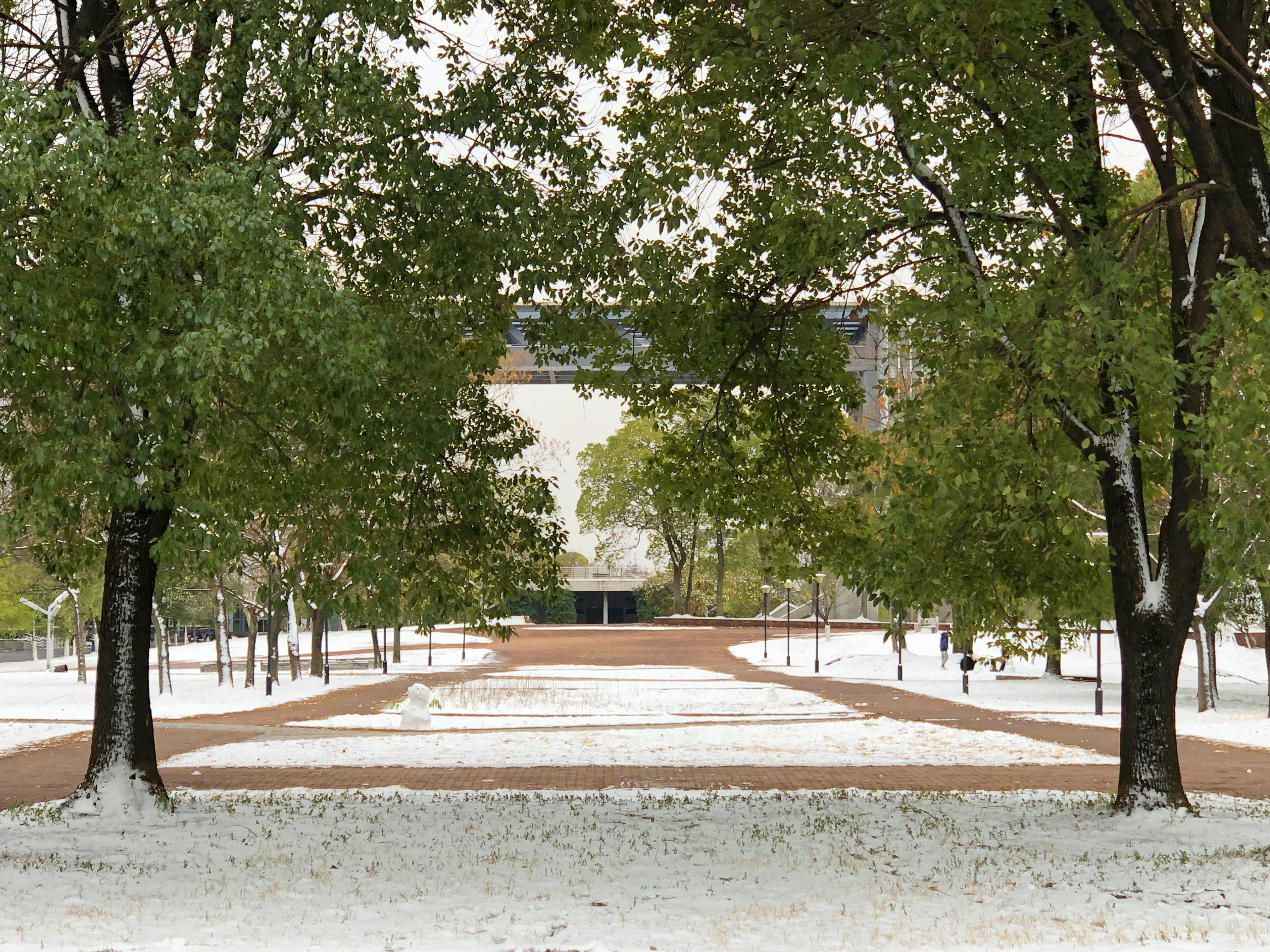 雪中的狮子山广场（向晋文 摄）